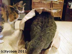 ポッケくん、頭隠して尻丸出し！