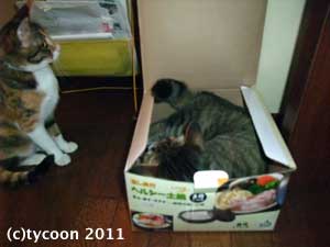 箱独占！のポッケお兄ちゃん