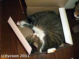 壊れても箱が好き！