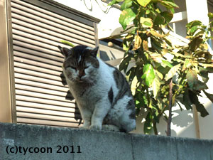 額の三カ月マークがカッコイイ！散歩中出会った男のコ