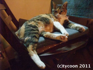 DSCF5213 ぽんぽこお腹のフクお嬢さん