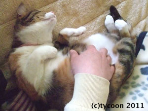 DSCF5345 フクのお腹をさすって安心させます