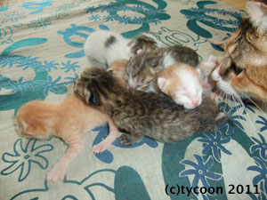 DSCF5390 子猫6匹の大盛り!