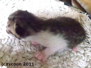 DSCF5432 キジと白