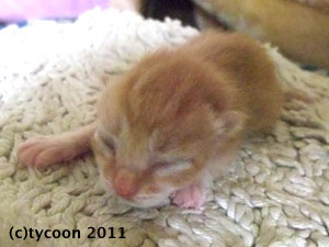 DSCF5433 茶色のコ