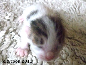 DSCF5434 全体は白、頭としっぽ、身体に少しキジ模様