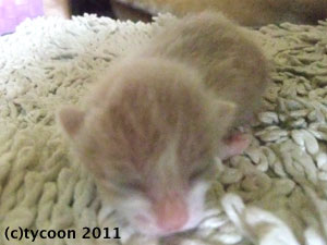 DSCF5435 薄い茶色のコ