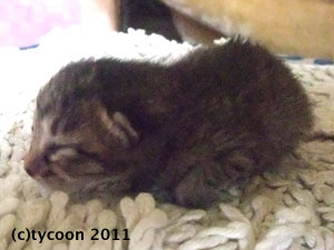 DSCF5437 キジ柄のコ