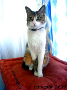 NEC_0134 お気に入りのポッケくん