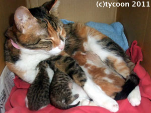 DSCF5391 子猫6匹!子育て中