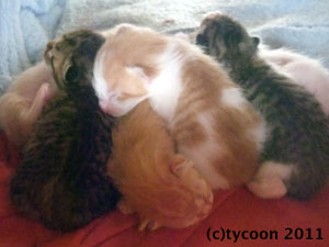 DSCF5444 6匹が大盛り!状態に