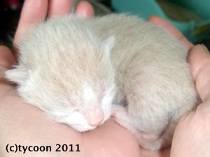 DSCF5468 うす茶のコ