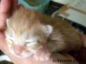 DSCF5470 茶トラのコ