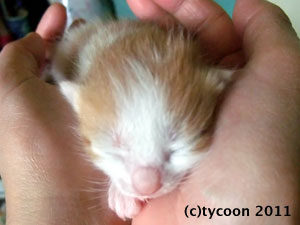 DSCF5472 茶白のコ