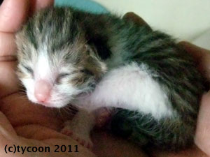 DSCF5476 キジ白のコ