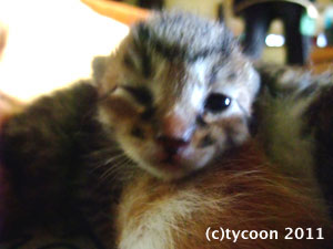 DSCF5515 最初に目を開けたキジ柄のコ