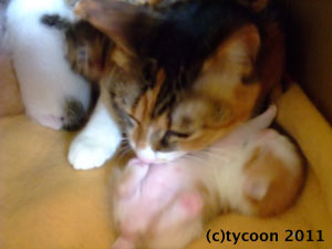 排泄を促すフク