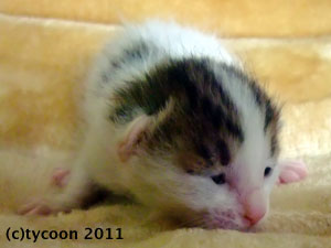 頭とシッポ、背中が少しキジ模様のコ