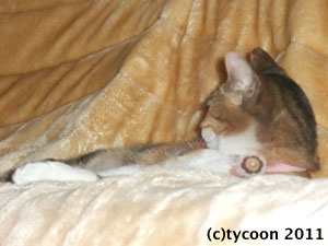 DSCF5630 ひと休み中のフクママ