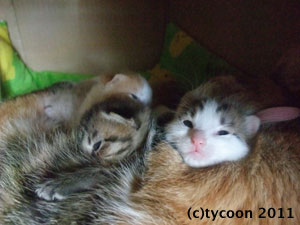 DSCF5632 フクママのお腹が好き!