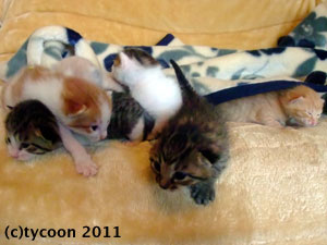 DSCF5638 ふわふわの子たち