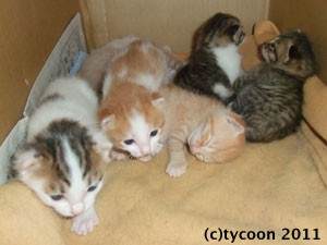 DSCF5645 ママがまだダメ!って言ってる。