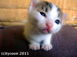 白にキジ模様がちょっぴりのコ