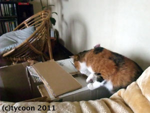 DSCF5724 寝ているコたちをのぞいているフク