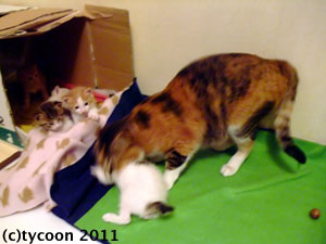 まだひとりで遊んではダメ！みたい