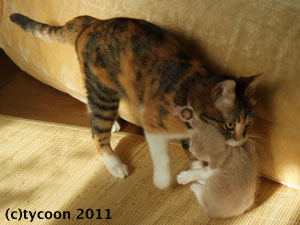 大きな余震の後、フクママは行動を起こした！