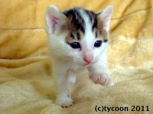 白とキジ模様のコ