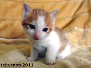 最初に生まれた、茶白のコ