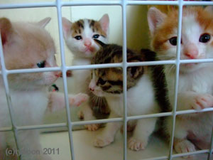 ケージの前にわらわらと集まってくるコたち