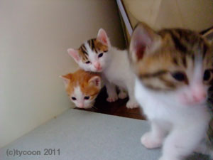 DSCF5941 ソファの裏側への通路も確保