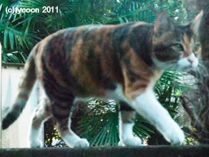 DSCF7582 お散歩中のフクママ