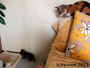 DSCF5977 ソファの背もたれから子供たちを見守るフク