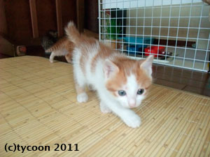 DSCF5995 好奇心の強い茶トラ+白