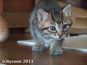 DSCF6001 最初に目が開いたキジトラのコ