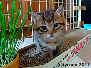 DSCF6017 ネコ草も爪研ぎも用意しました