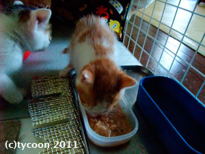 DSCF6024 茶白のコは食事にも好奇心が旺盛です