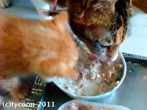 DSCF6027 お手製の離乳食をフクママも味見中