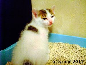 DSCF6029 白+記事模様のコがオシッコしたくてなかなかうまくできない様子が可愛い!