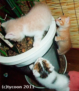 DSCF6039 身体の大きさと器用さは関係ないようです。