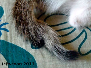 キジ白ちゃんのしっぽ