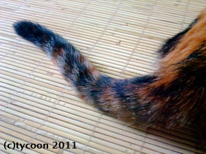 フクお嬢さんのしっぽ