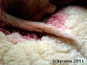 トラちゃんのしっぽ