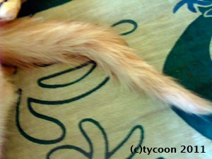 薄茶ちゃんのしっぽ