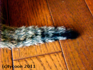 キジちゃんのしっぽ