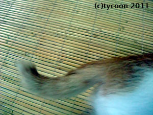 茶白ちゃんのしっぽ