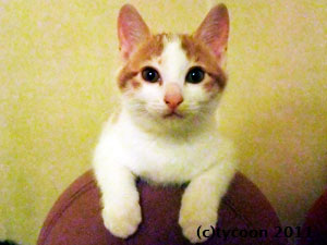 DSCF6581 白茶の男の子